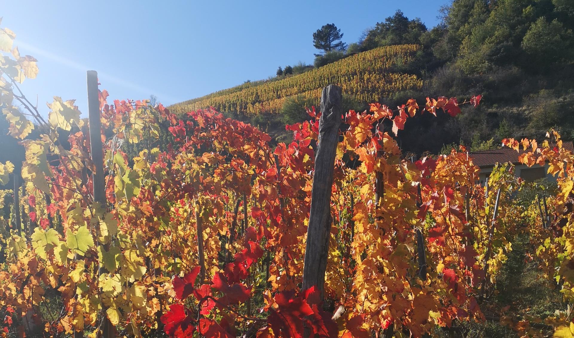 Vin Convivialité, site de vente en ligne et blog sur le vin