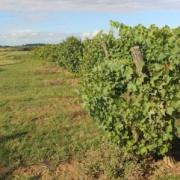 Domaine de laxe phot erick delille2